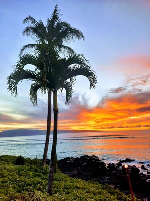 A palm tree by a rocky shoreline with a sunset in the background.