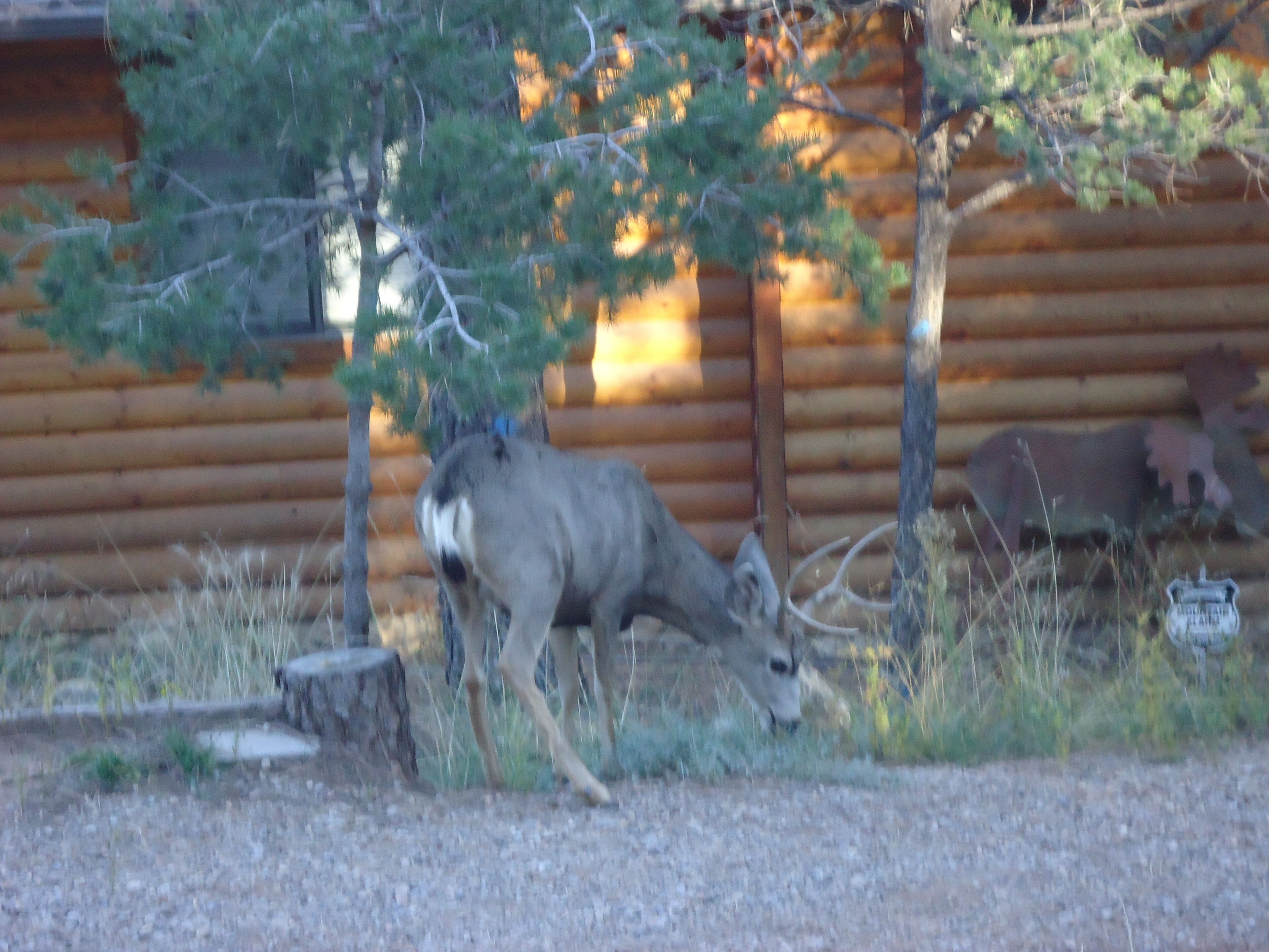 14 Best LongTerm Rentals In Ruidoso, New Mexico Updated Trip101