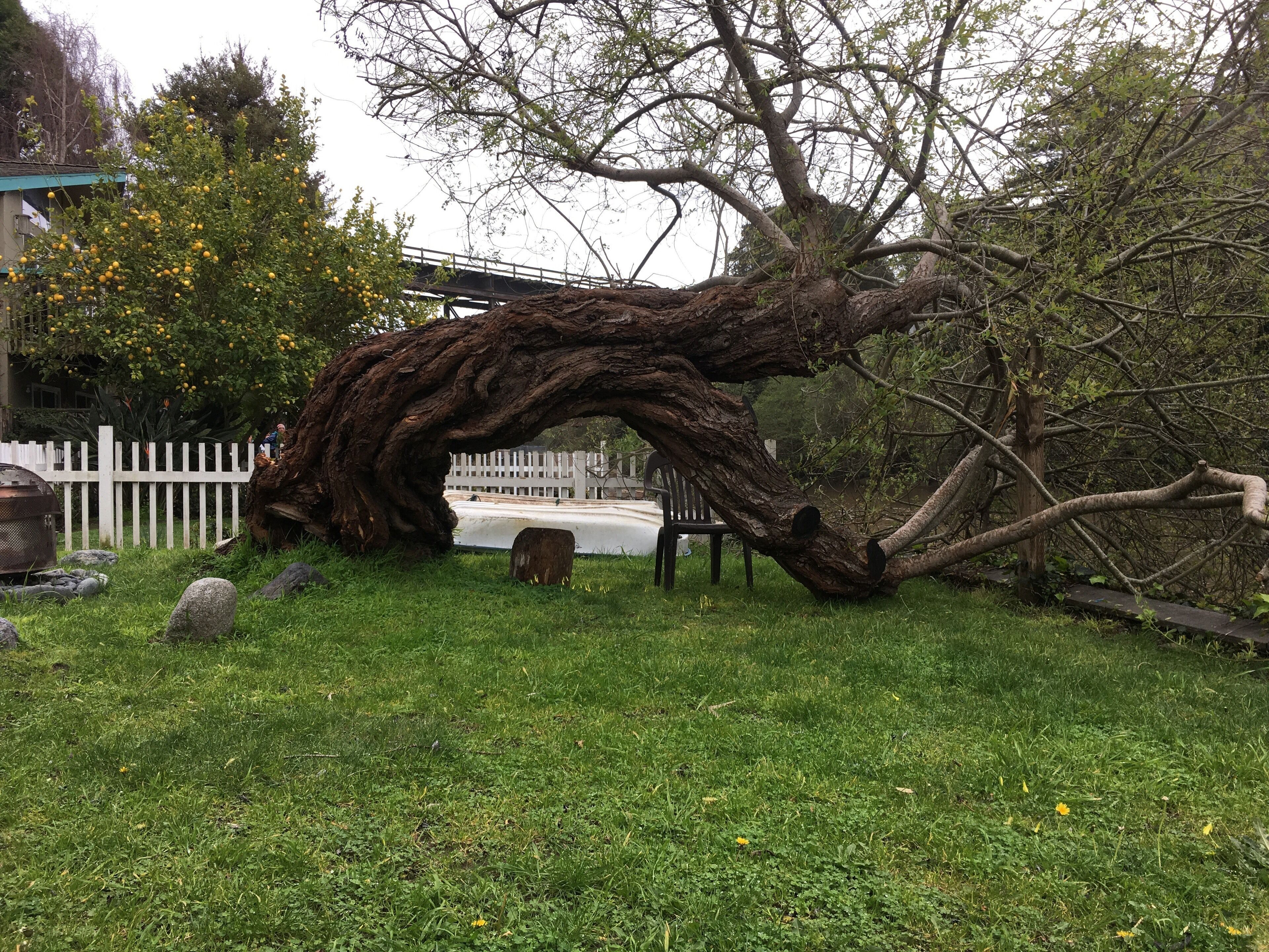 Ein großer, verschlungener Baum in einer grünen Wiese, mit einem weißen Zaun und einer Brücke im Hintergrund.