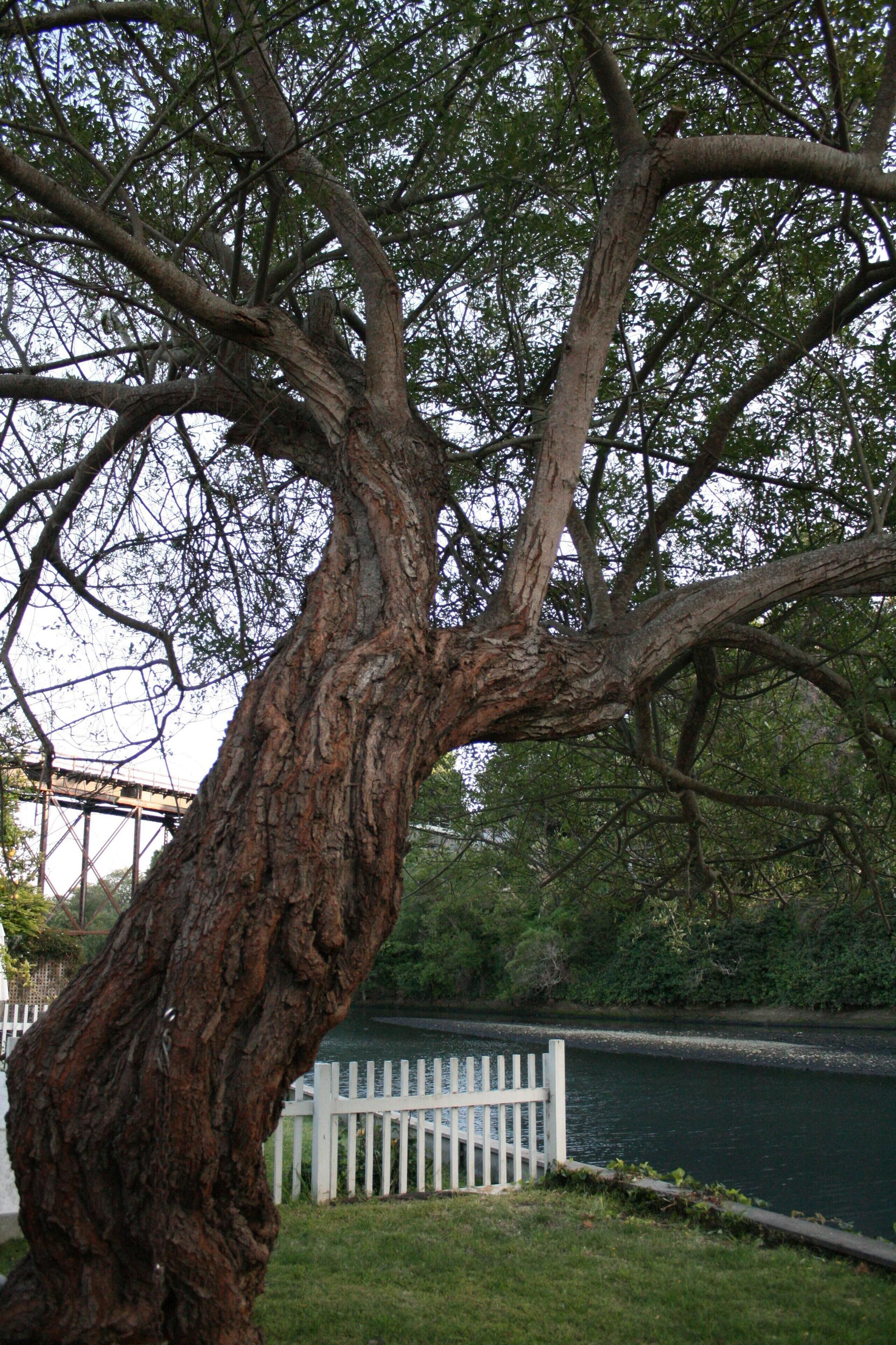 Un grand arbre à l’écorce épaisse et au feuillage dense, une clôture blanche et une étendue d’eau en arrière-plan.