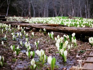 Hiking - Oze Shinkoso (Katashina)