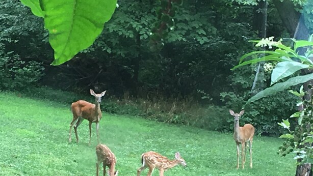 Une zone herbeuse où se trouvent quatre cerfs, dont un adulte et trois jeunes, dans un environnement naturel avec un feuillage dense en arrière-plan.