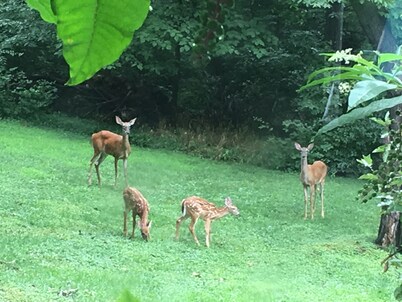 Retro Ranch With Private Indoor Pool & Sauna <br>St Louis, MO  