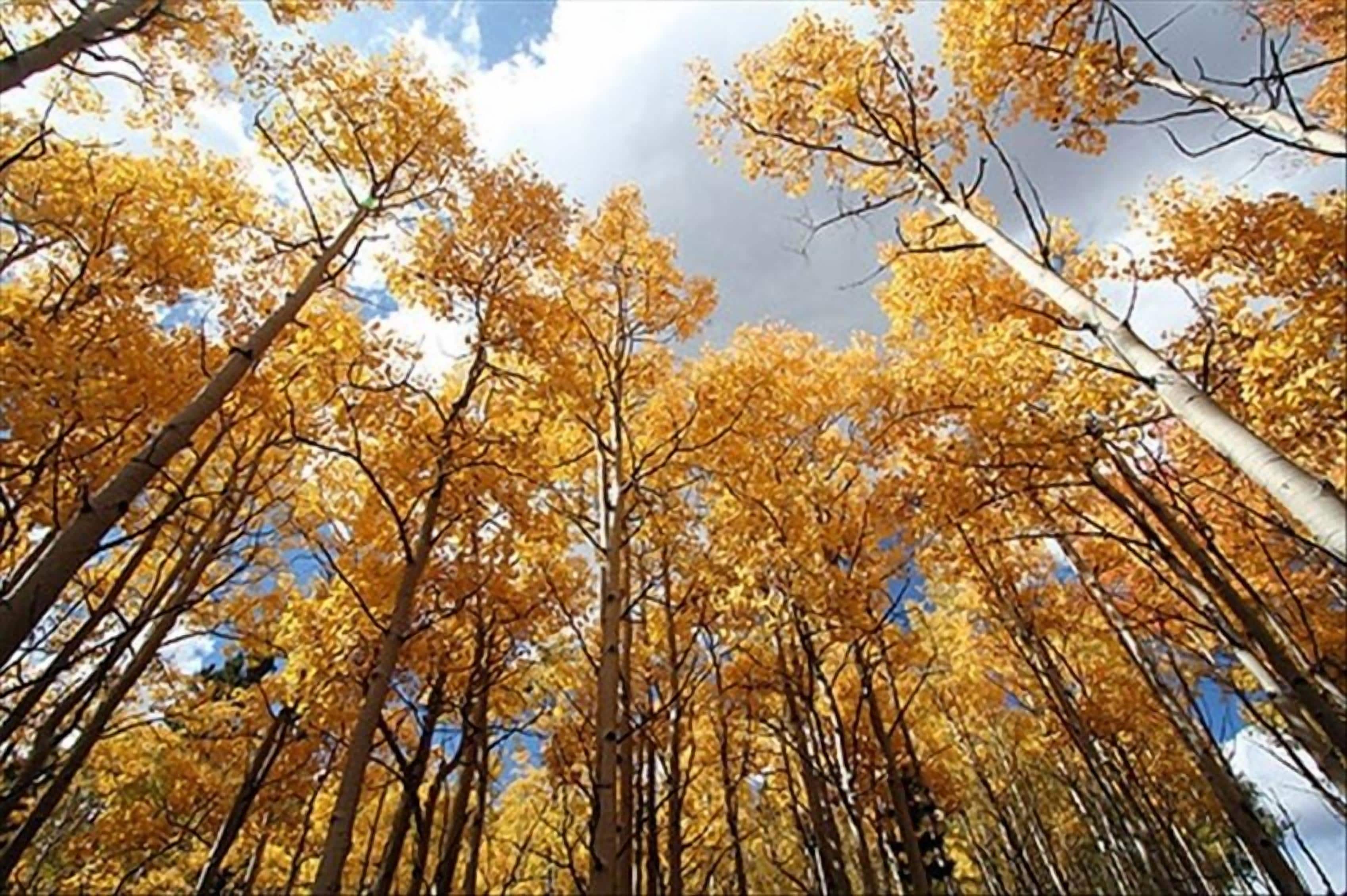 Une forêt d'arbres aux feuilles d'automne.