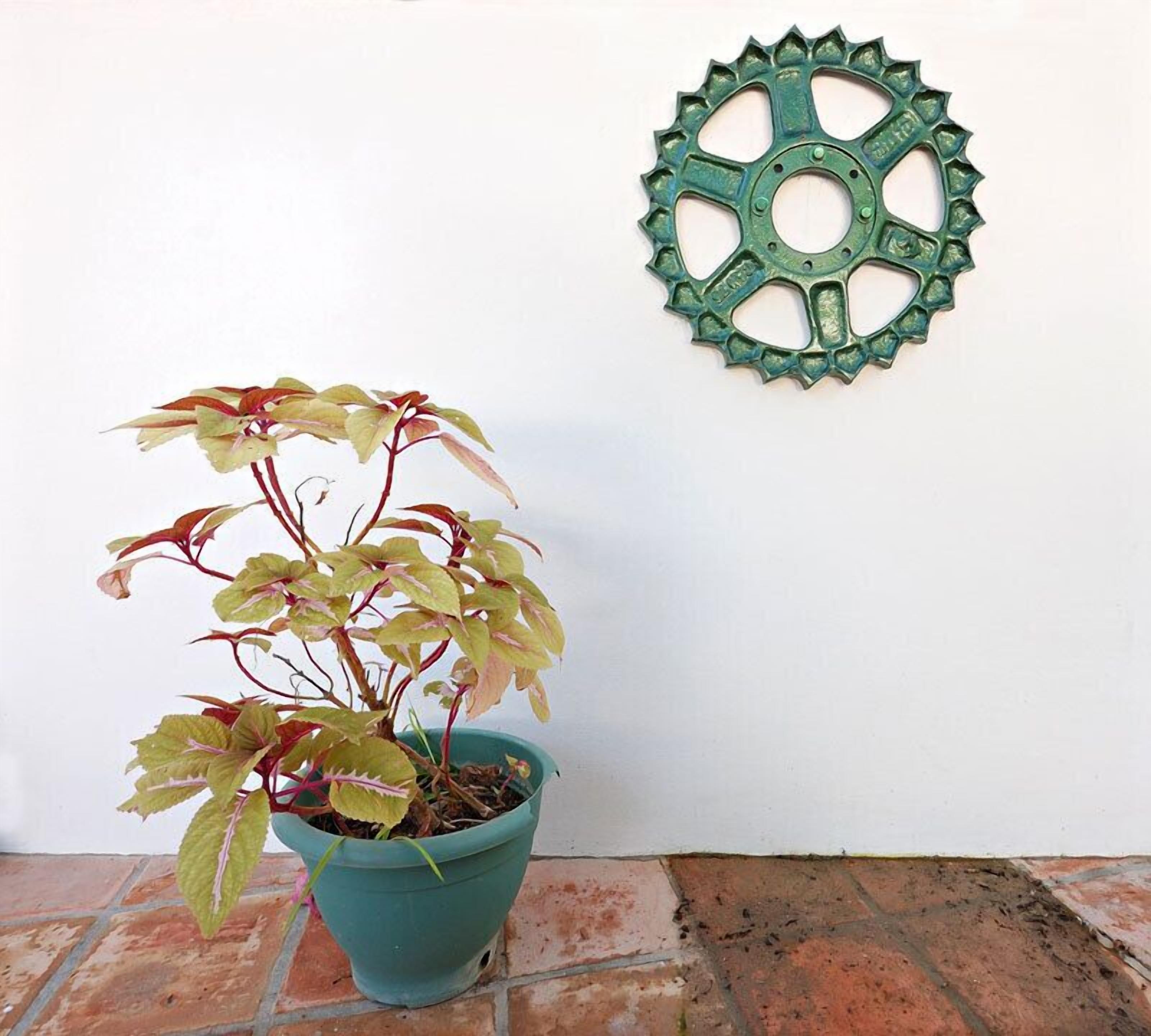 Une plante en pot, avec des tiges rouges et des feuilles jaunes, est placée dans un pot de couleur turquoise sur un sol carrelé, adossée à un mur blanc orné d’une décoration en métal vert en forme de roue.