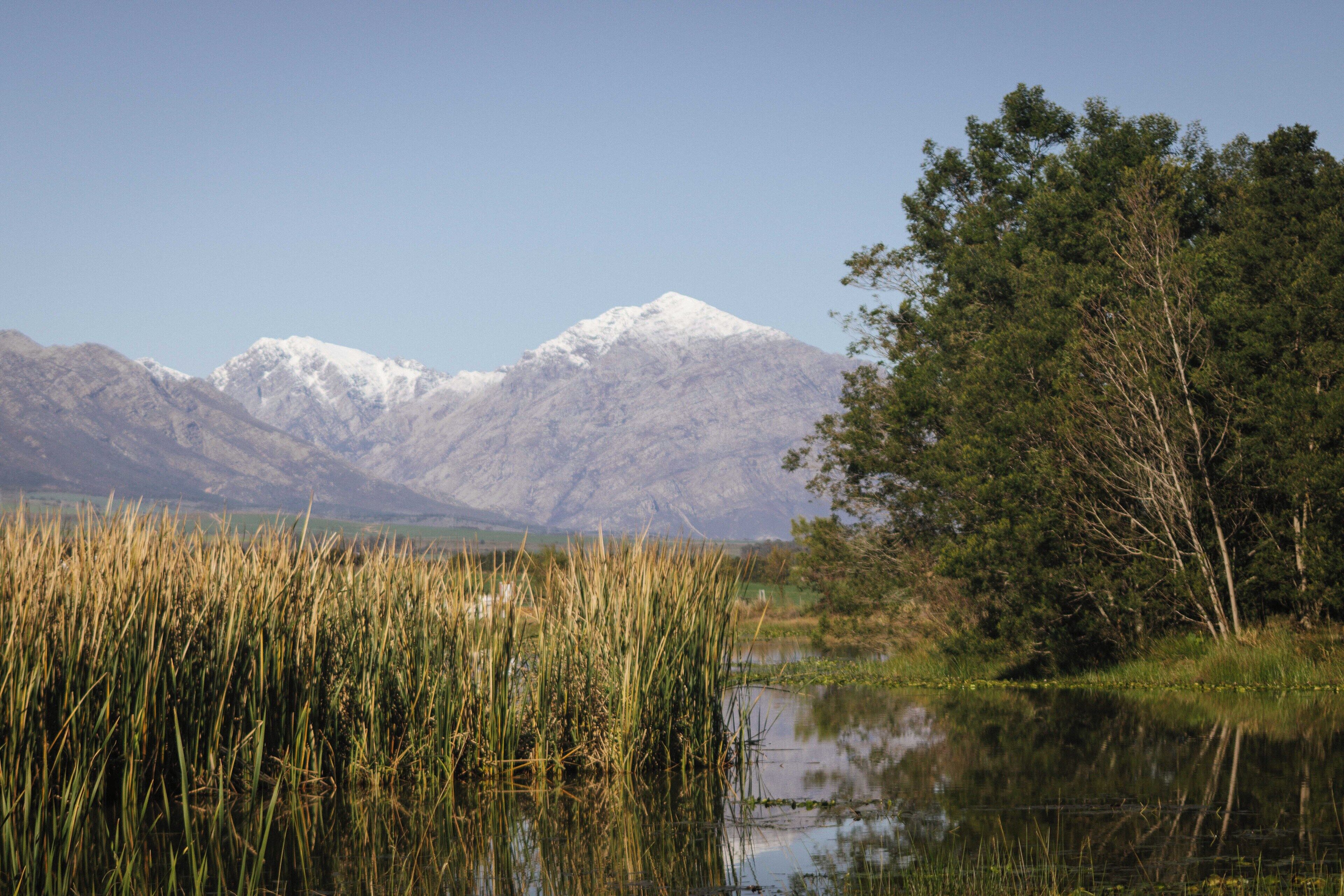 A mountain range with a snow-capped peak, a body of water with tall grasses, and a tree on the right.