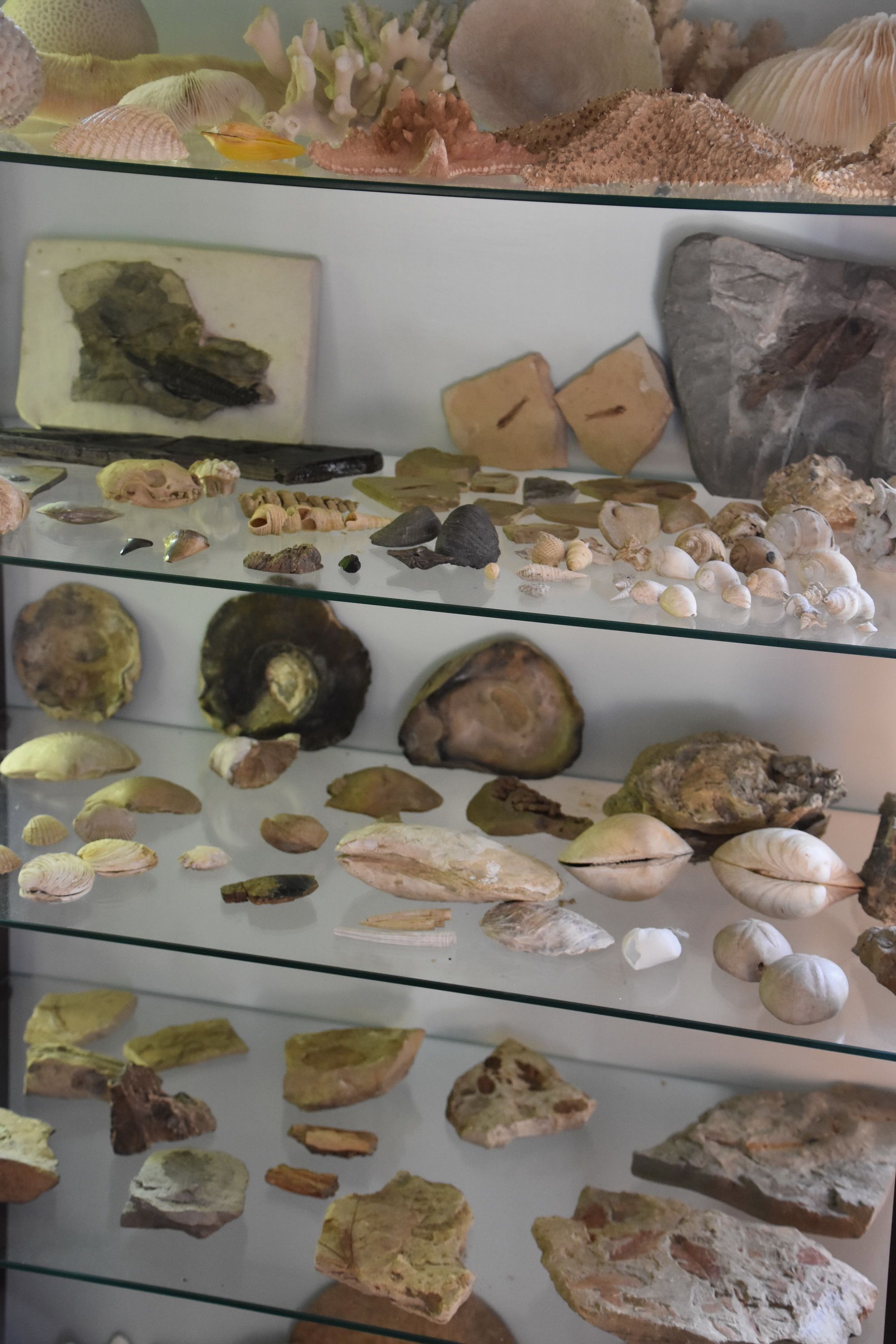 A display of various shells and fossils in a museum setting.