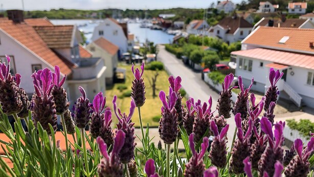 A coastal town with houses, a marina, and lavender fields. - Skaftö Hotell Villa Lönndal, Grundsund (Grundsund)