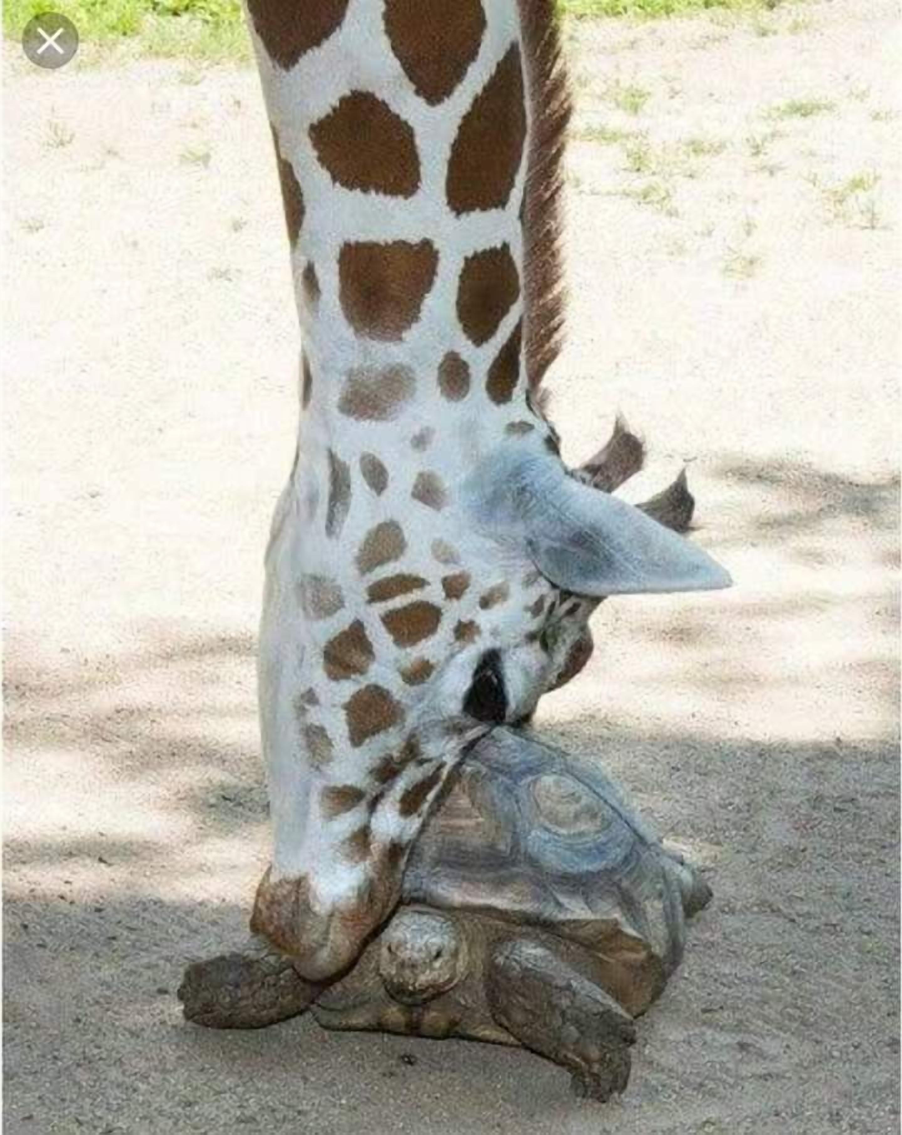 A giraffe standing on a turtle.