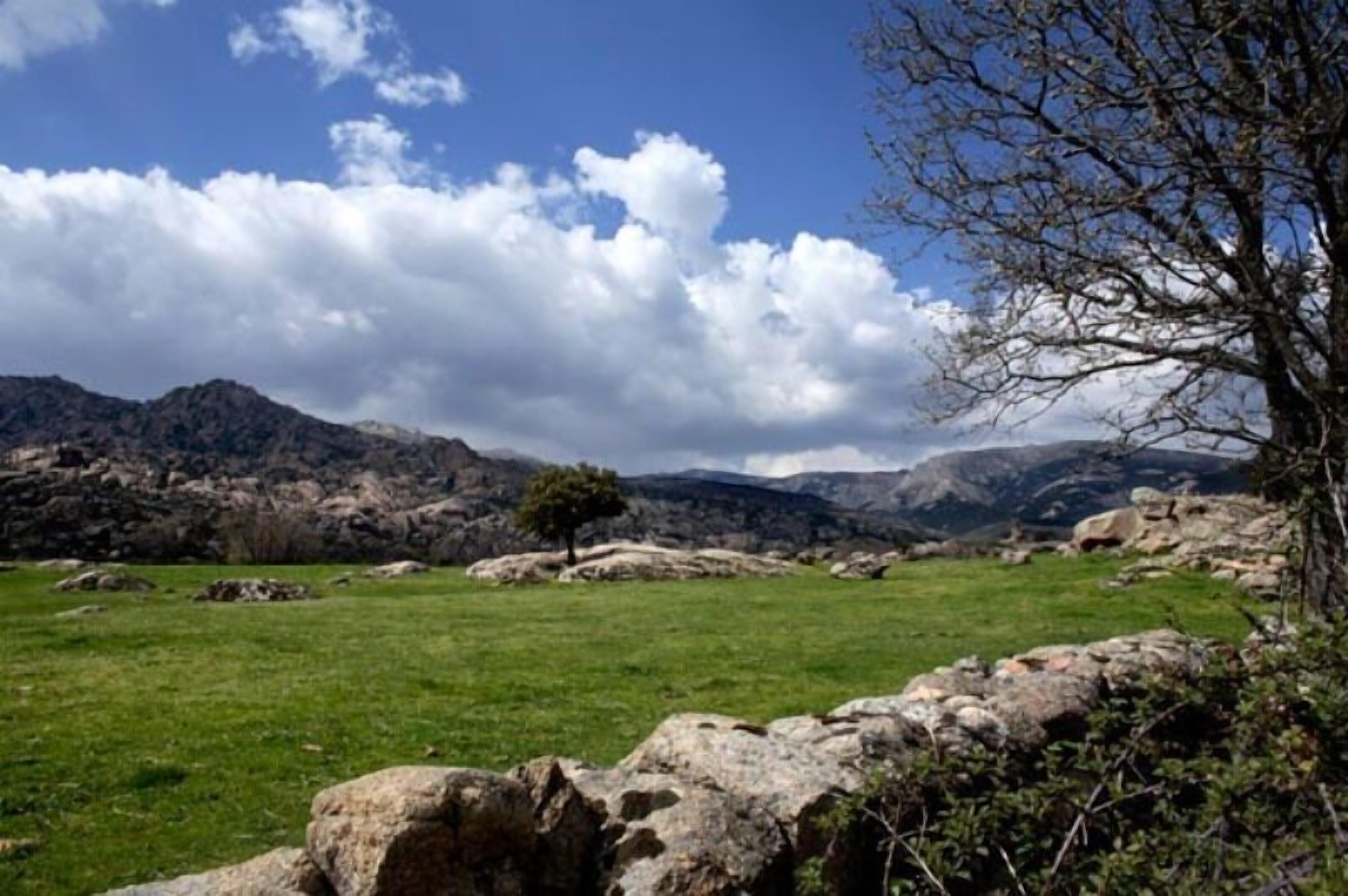 Un paysage montagneux avec un champ herbeux, un seul arbre et un mur de pierres.