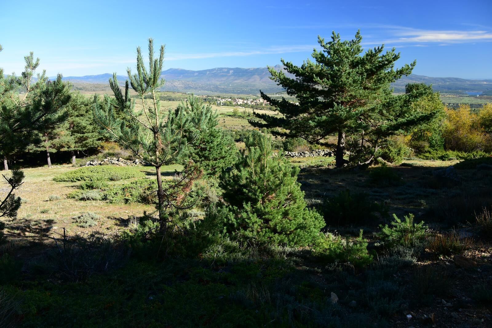 A natural landscape with pine trees and a distant view of mountains.