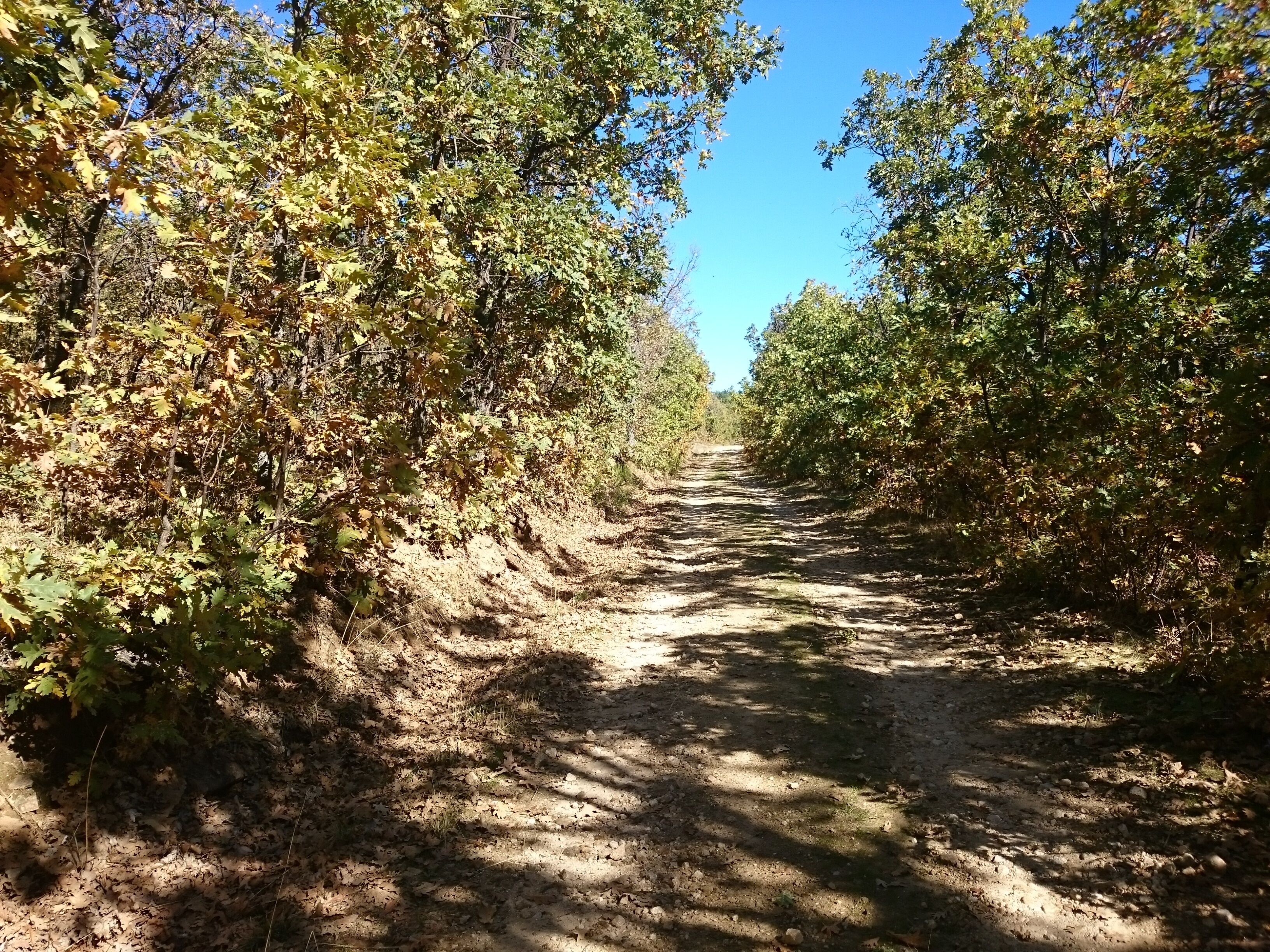 Un sendero de tierra bordeado por una vegetación densa, que se adentra en un bosque.