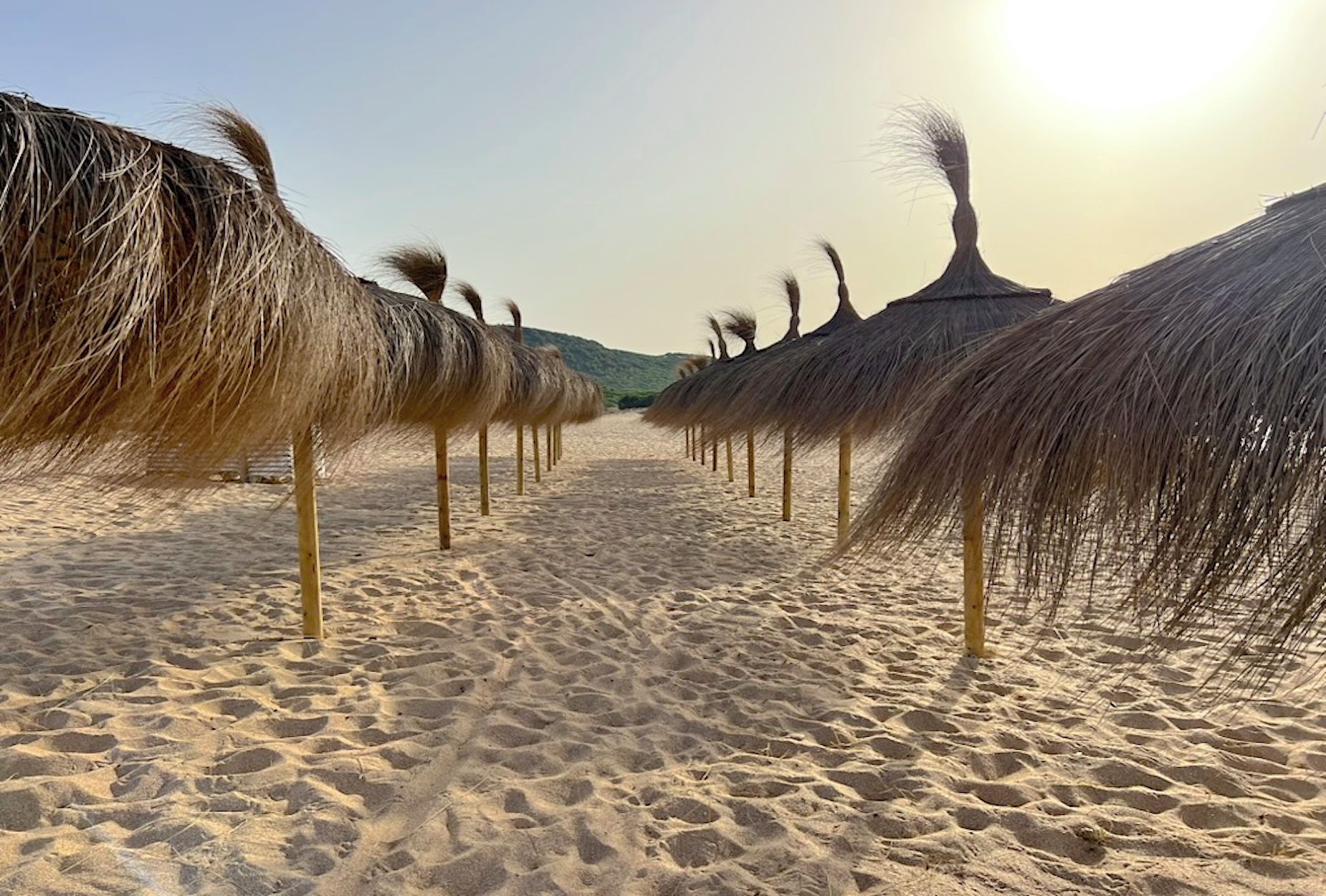 A sandy beach with rows of thatched umbrellas.