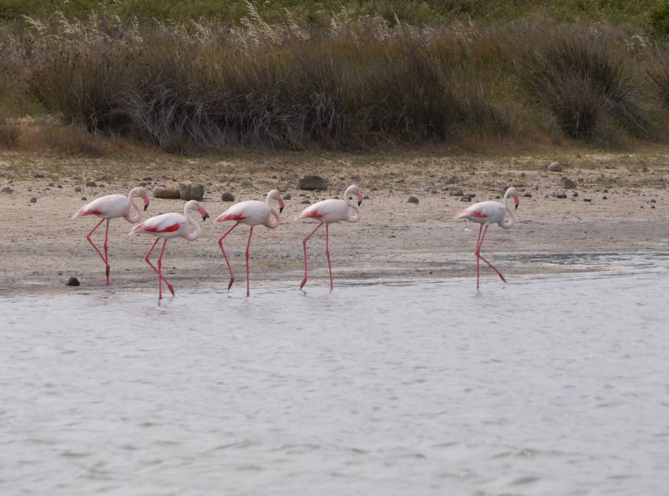 Een groep flamingo's staat in ondiep water, met een zandstrand en schaarse begroeiing op de achtergrond.