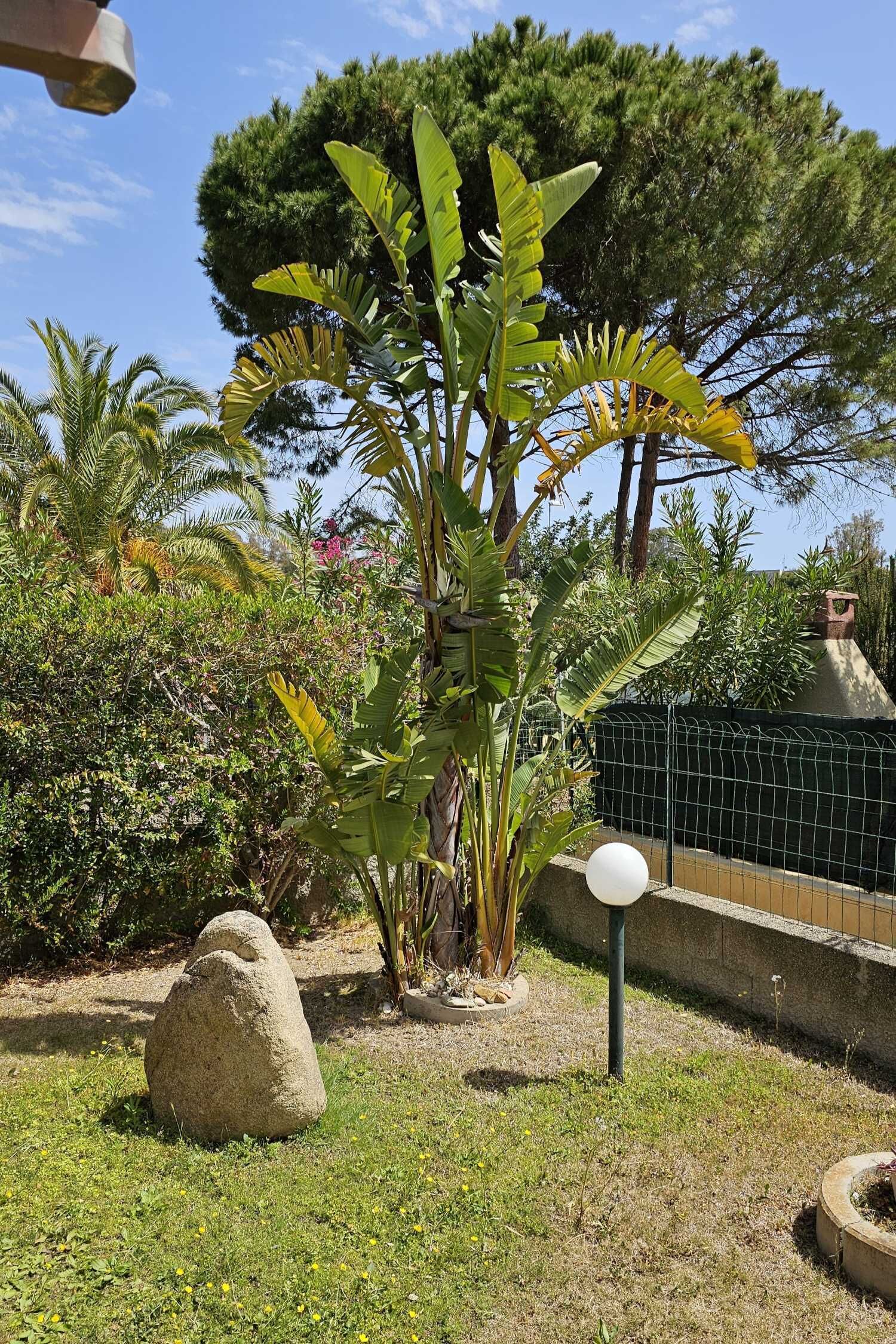 Een tuin met een grote rots, een bananenplant en een hek.