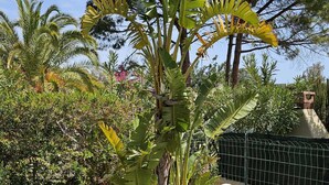 Un jardín con una roca grande, una planta de plátano y una valla.
