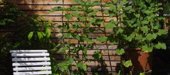 Nice apartment with garden and garage space