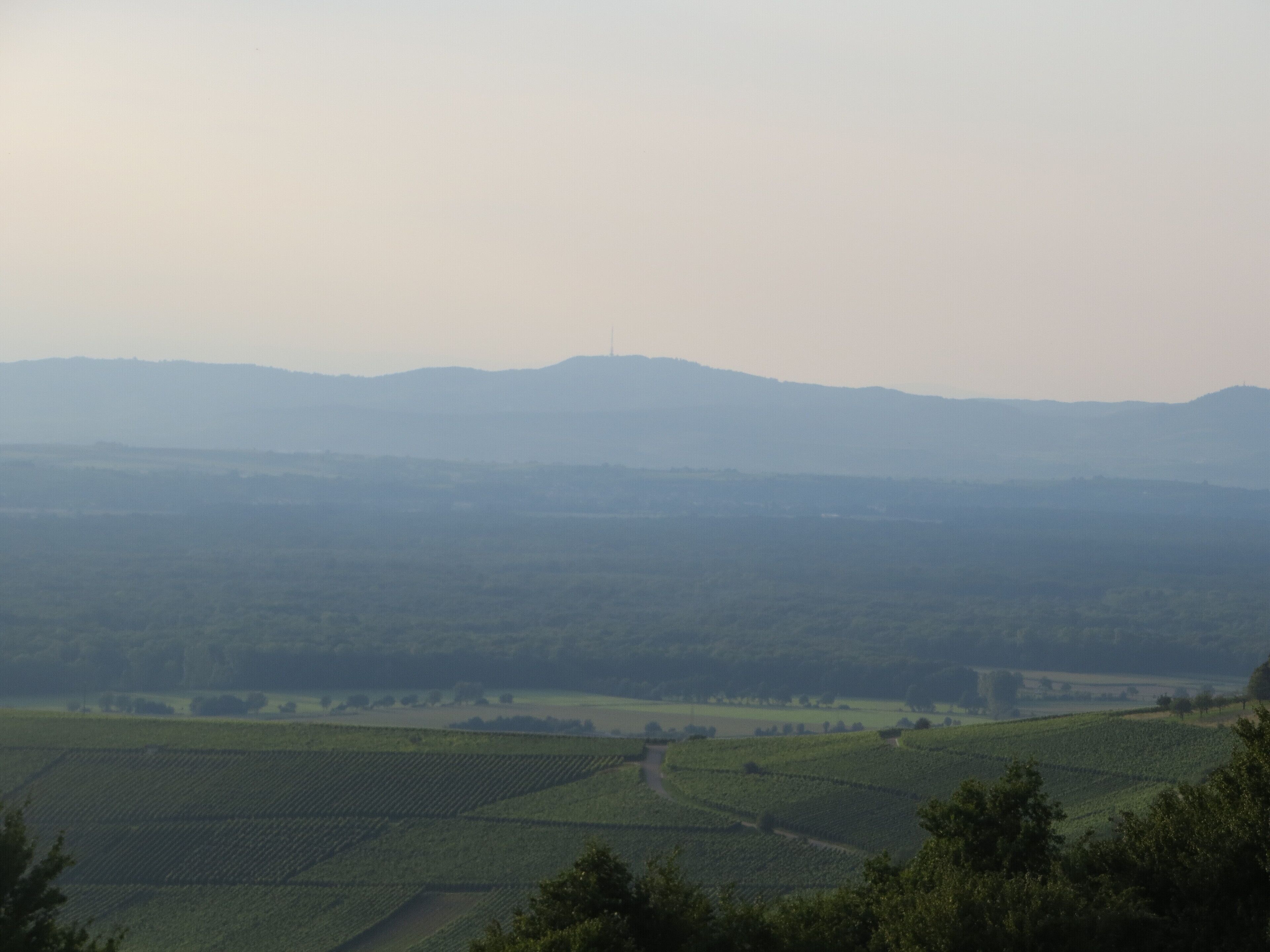 Paisaje de viñedo con hileras de vides y colinas al fondo.