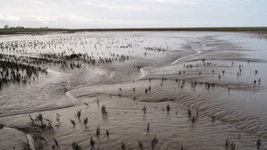 A vast salt flat with sparse vegetation and a distant horizon. - 305WHAYA: 3  BR, 2  BA House in Tampa, Sleeps 6 (Butjadingen)