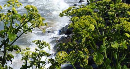 Villa lämmitetty uima-allas 200 m ranta ja metsäpyörät erittäin suuri puutarha erittäin hiljainen