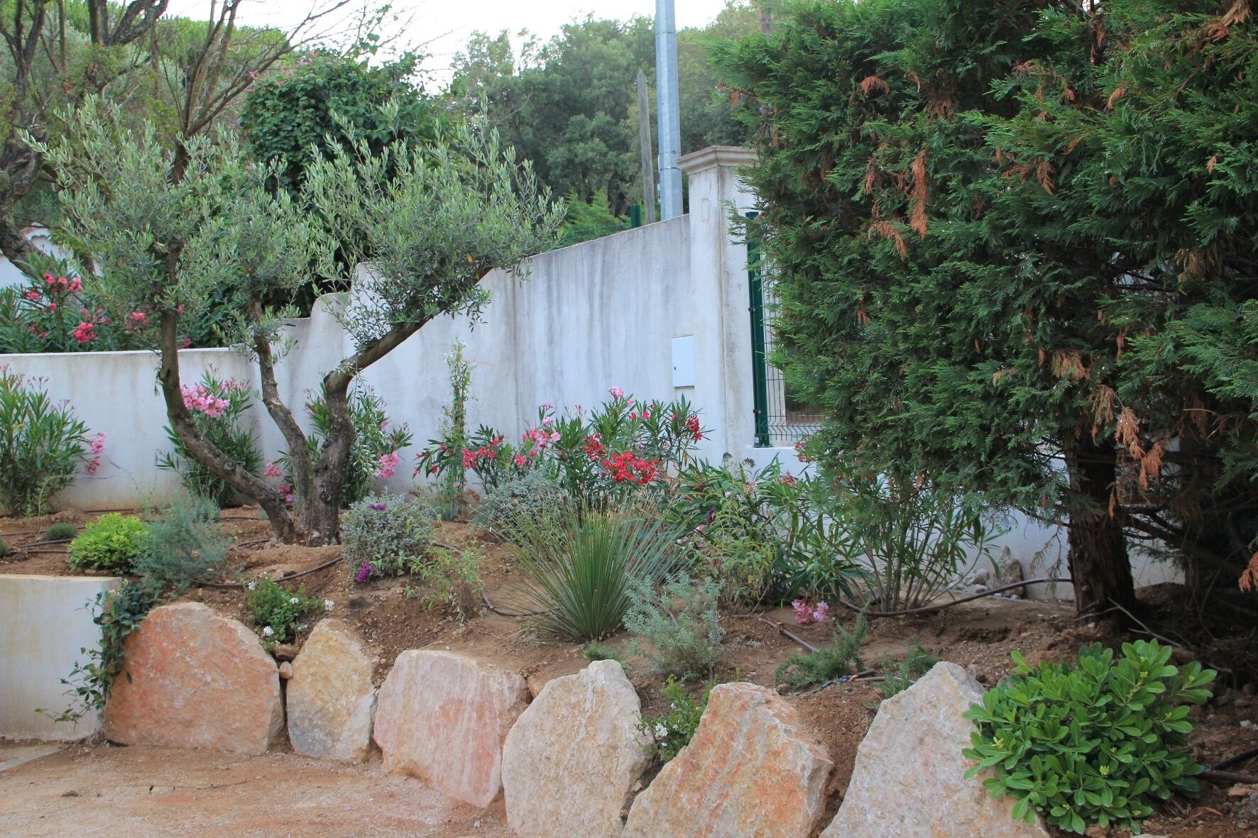 A garden with various plants and a stone wall.