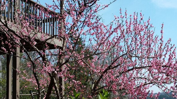 A garden with pink flowering trees and yellow plants in front of a building with a balcony. - 4/3, Waterfront Home w/ Covered Dock, Child Sand Play Pit,  Pet Friendly! (Seneca)