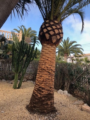 Property grounds - Gorgeous villa with XL pool, 4 terraces and seaview (Javea)