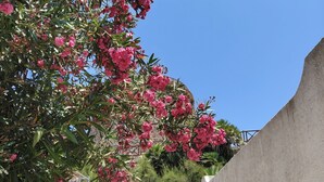 A staircase with steps leading up to a building, surrounded by pink flowering plants and greenery. - House with terrace, five minutes from Sottotorre beach (Calasetta)