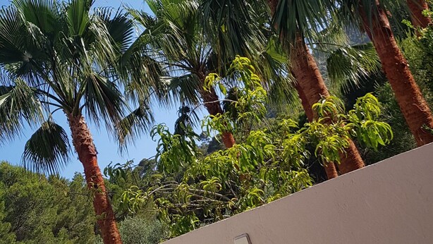 A view of tall palm trees and dense foliage under a clear blue sky. - Modern holiday villa with sea and panoramic views (Provensals)