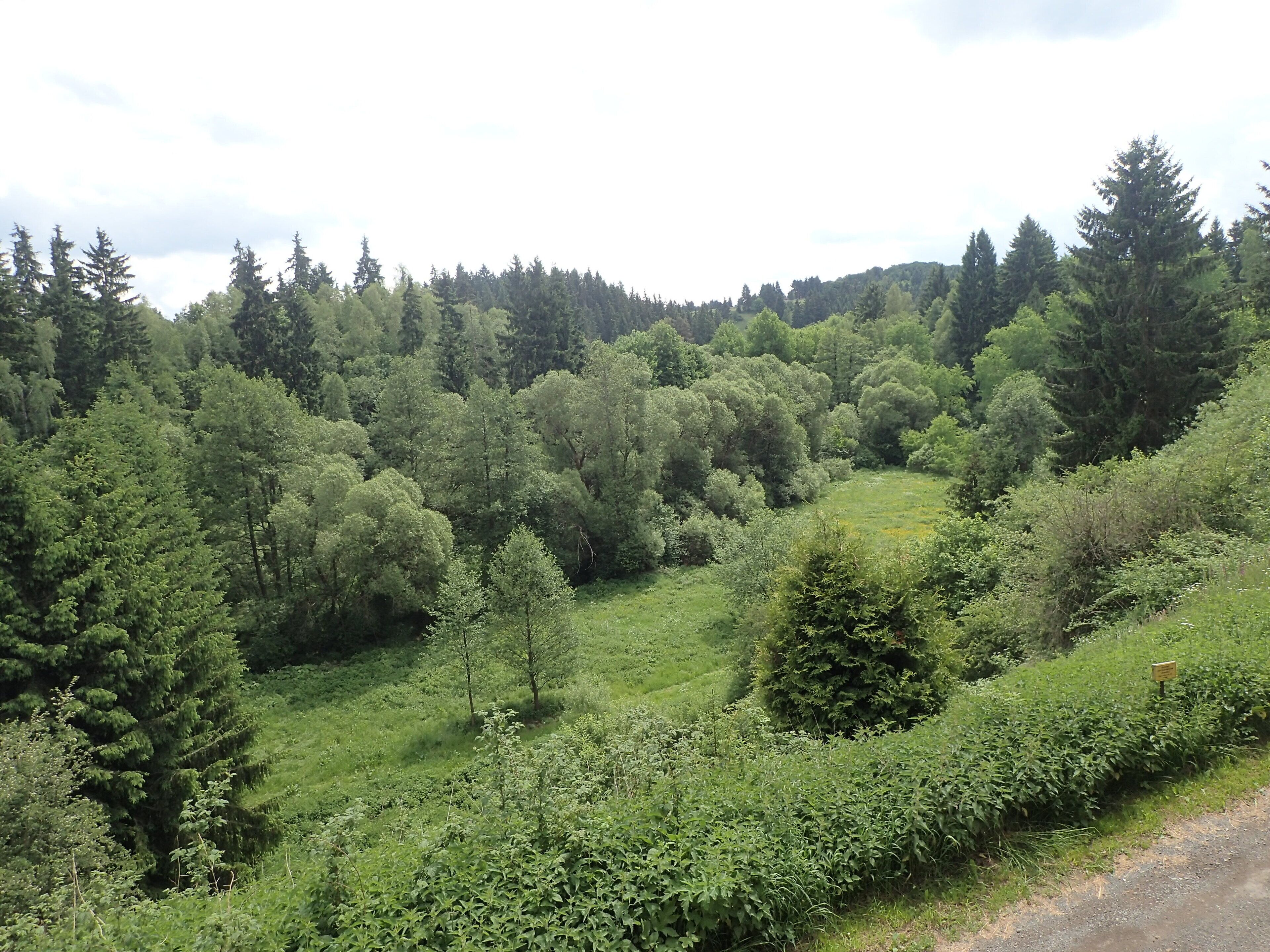Üppige grüne Landschaft mit dichten Bäumen und blauem Himmel.