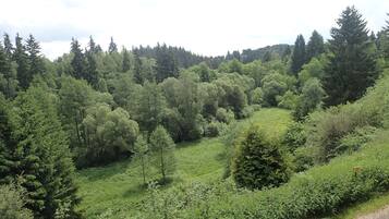 Üppige grüne Landschaft mit dichten Bäumen und blauem Himmel.