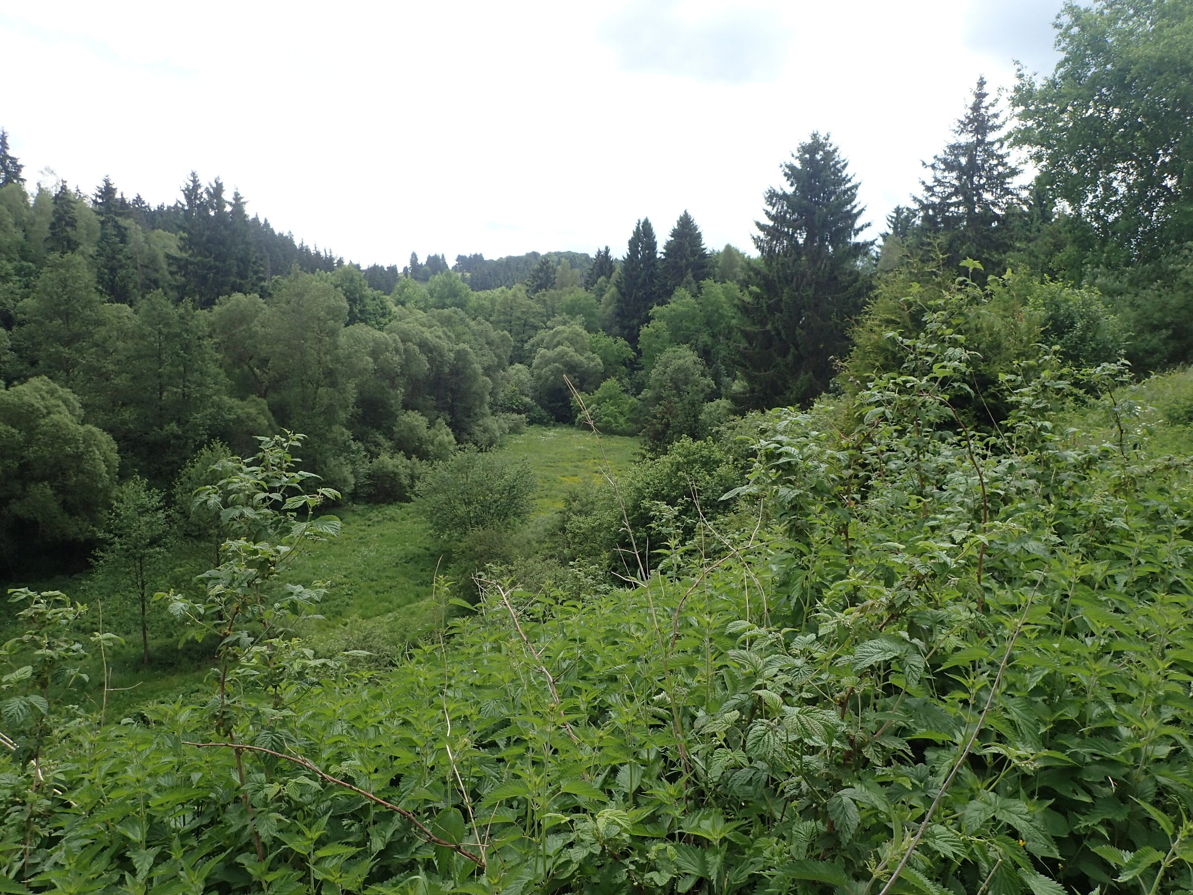 Een weelderig groen bos met dichte bomen en struikgewas.