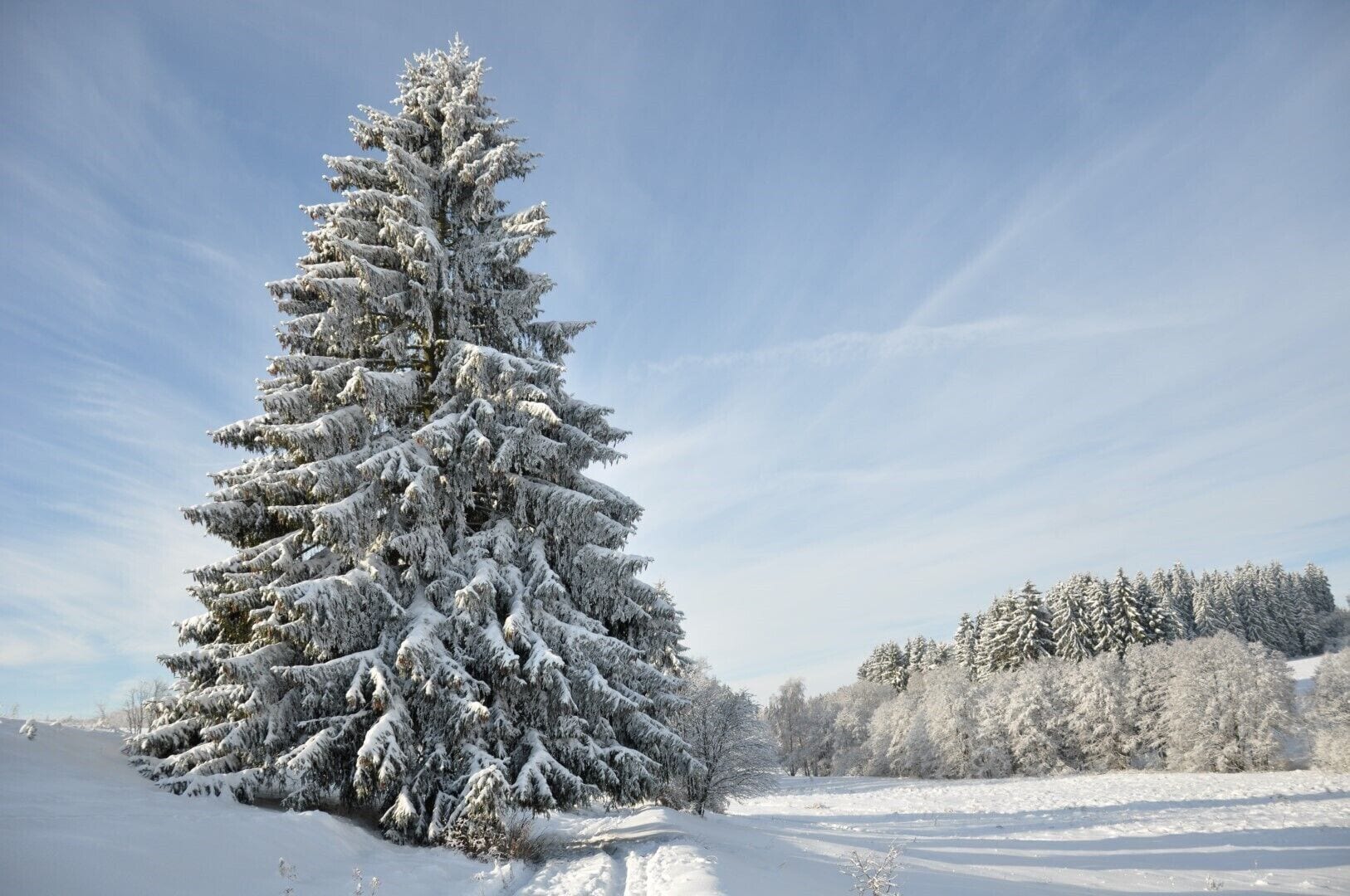 Schneebedeckte Landschaft mit einem markanten, mit Schnee beladenen Baum im Vordergrund und einer Baumreihe im Hintergrund.