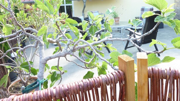 A patio area with a small tree, outdoor furniture, and a potted plant.