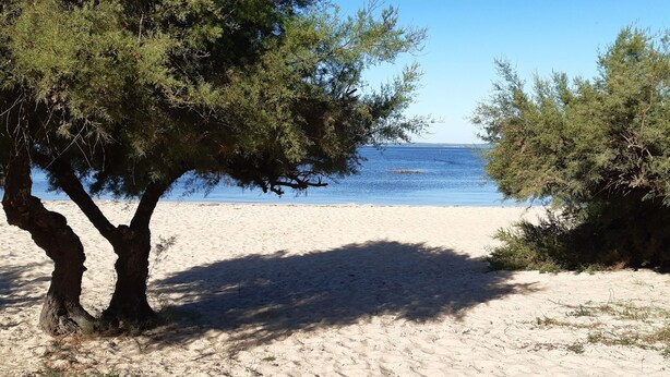 A sandy beach with trees and a clear view of the sea. - Peaceful haven with swimming pool near the port and beach (Audenge)