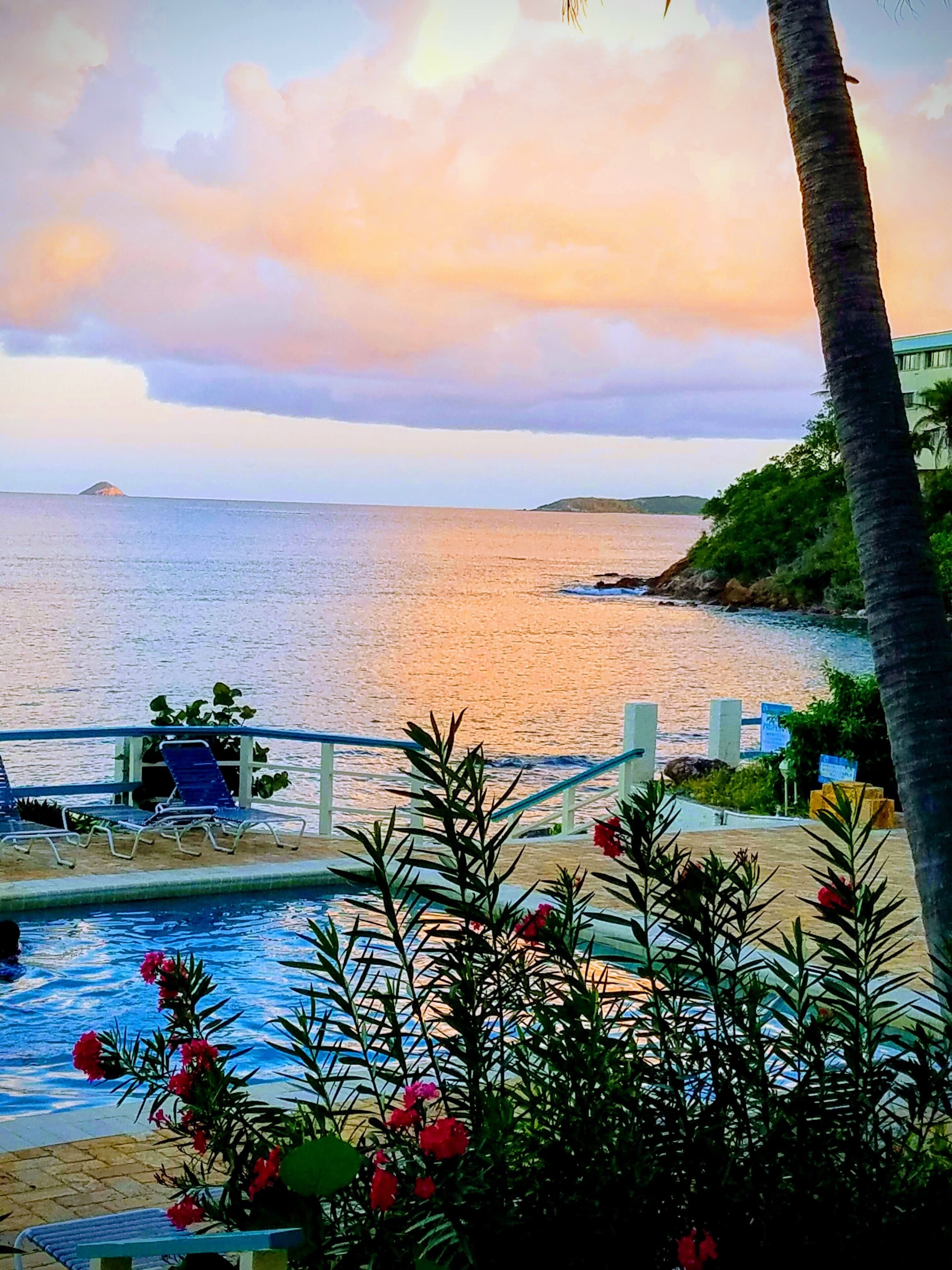 A pool area with a view of the sea, a palm tree, and some greenery.