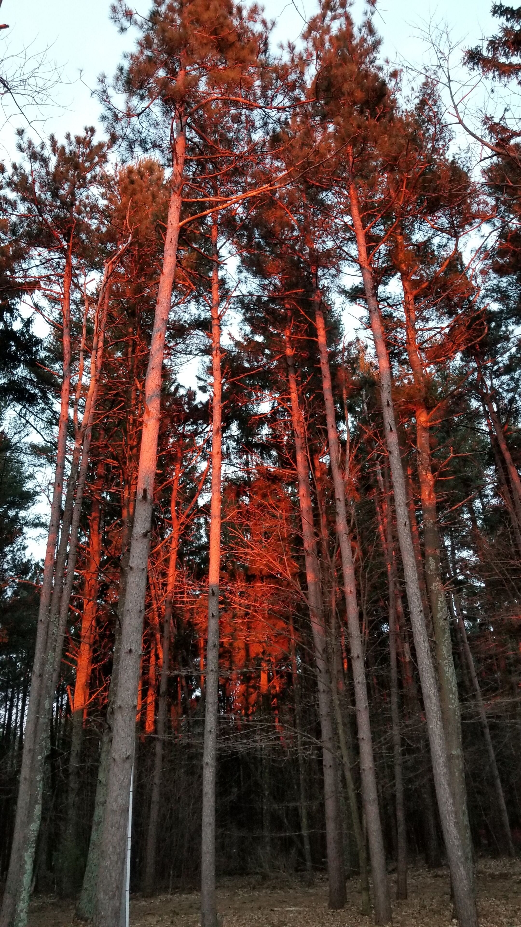 A dense forest with tall trees.