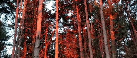 A dense forest with tall trees.