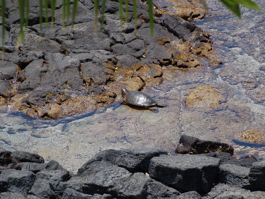 A turtle on a rocky surface with some vegetation in the foreground.