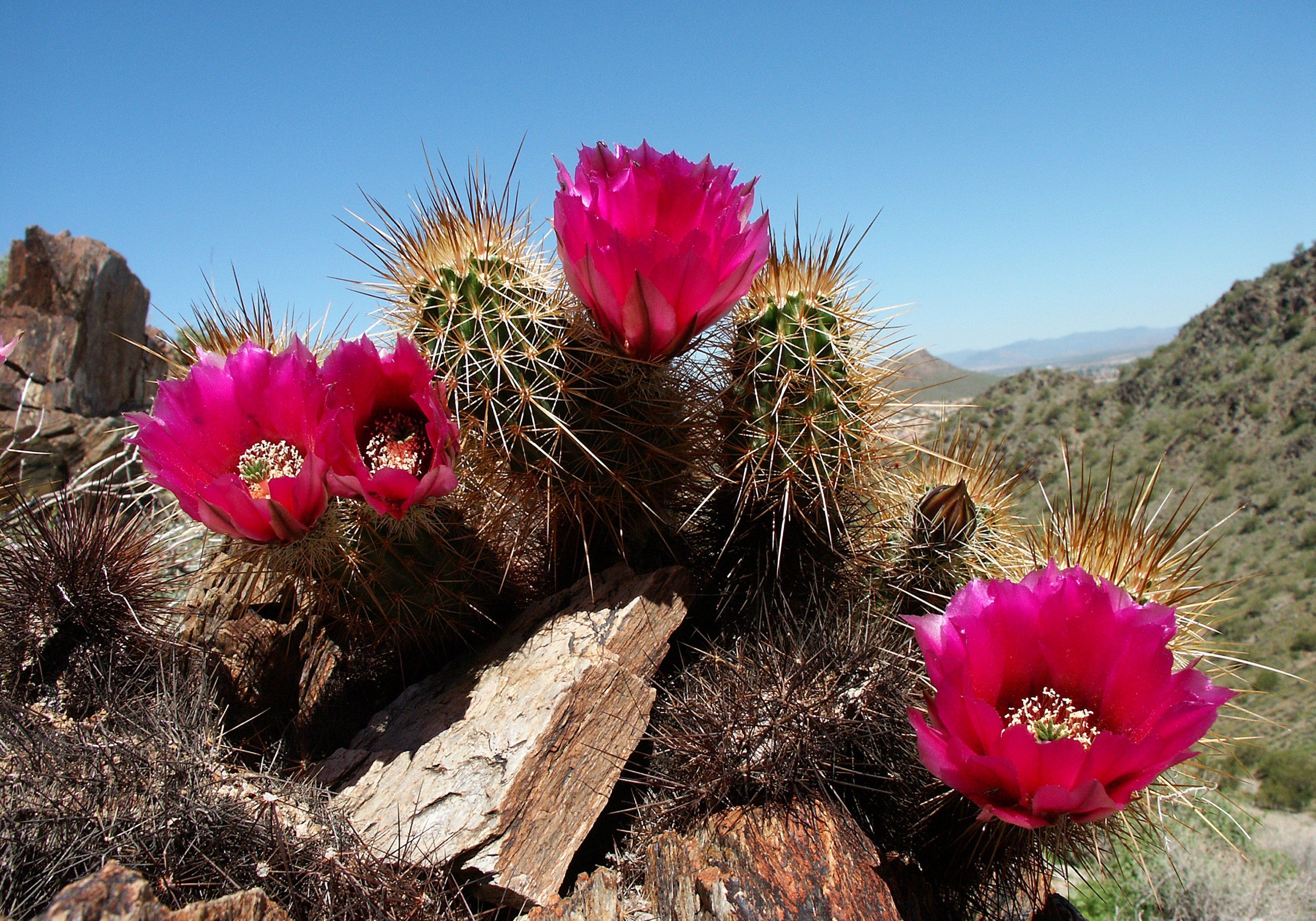 A cactus with pink flowers and spines.