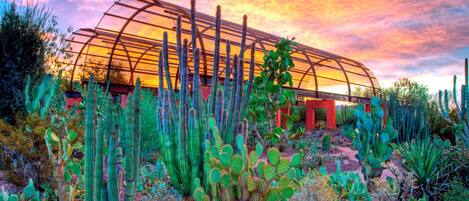 A greenhouse with a transparent roof amidst a desert landscape with various cacti.