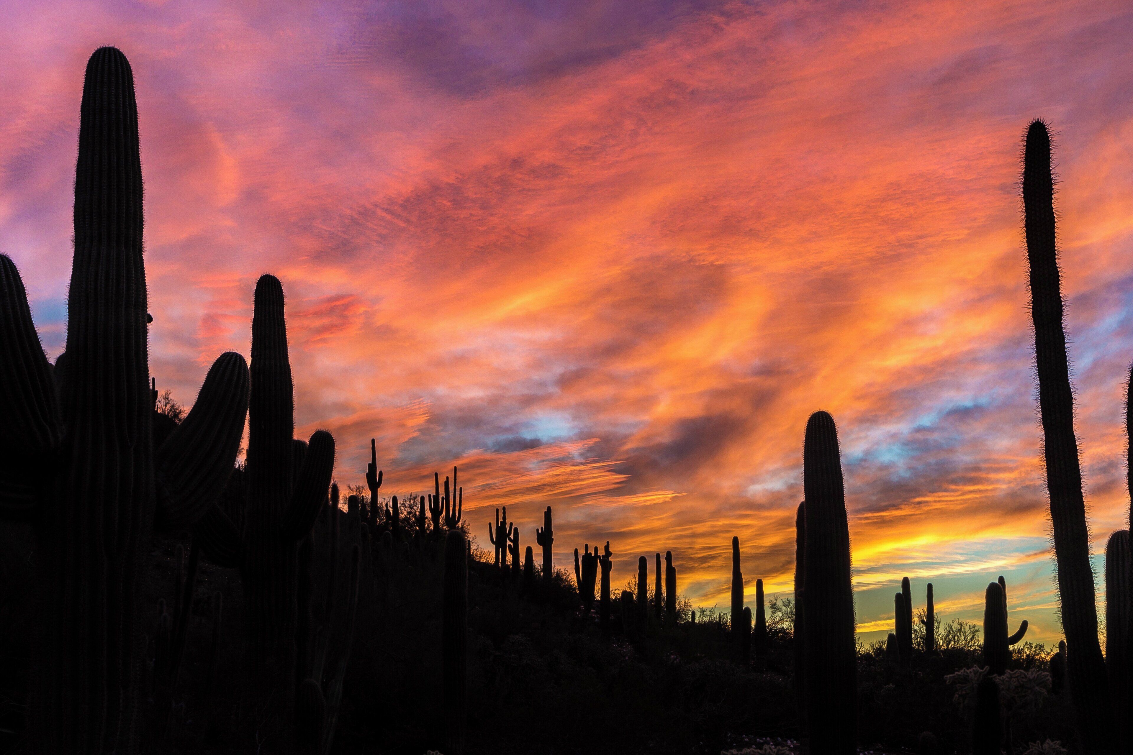 Paisaje desértico con varios cactus al atardecer.
