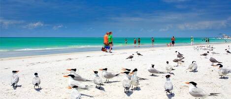 Beach nearby, sun-loungers, beach towels