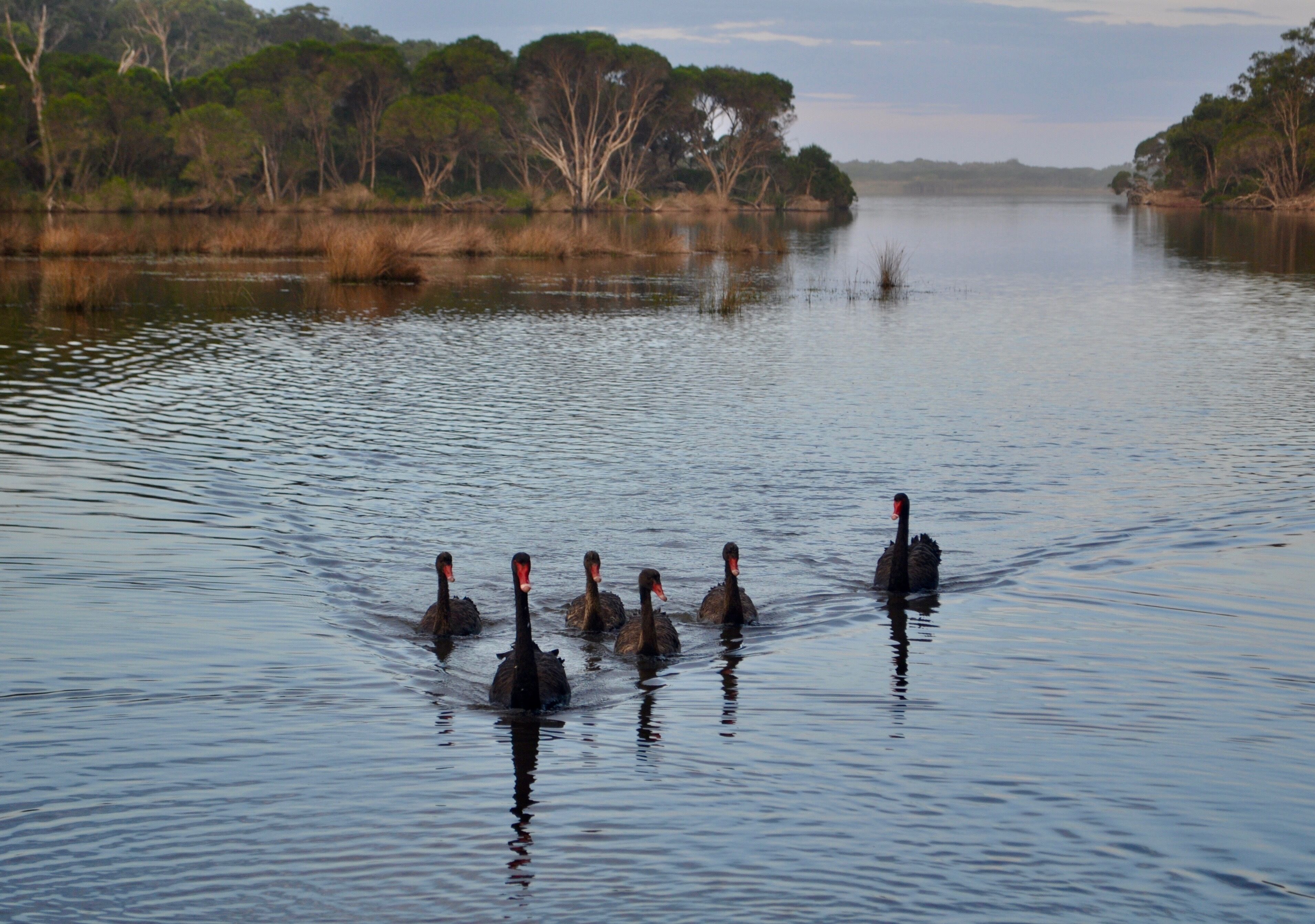 12 Best PetFriendly In Merimbula, Australia Updated