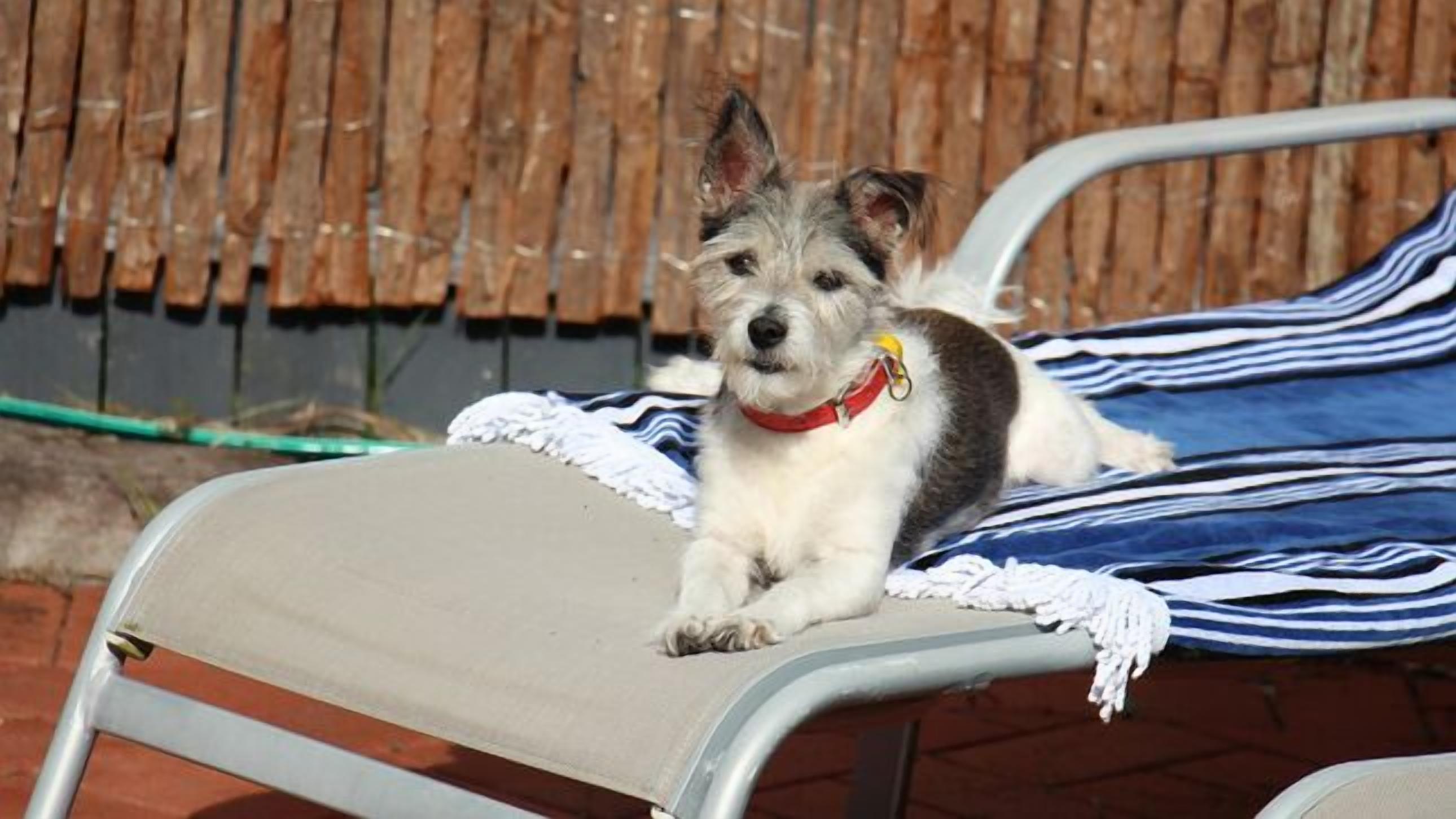 Surfers Beach style Cottage Pet Friendly — image 4