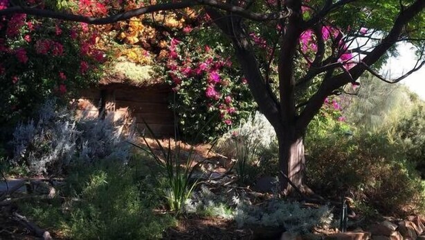 Un jardí amb diverses plantes i una estructura de fusta.