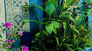 A garden with a blue tiled wall, large green leaves, and pink flowers.