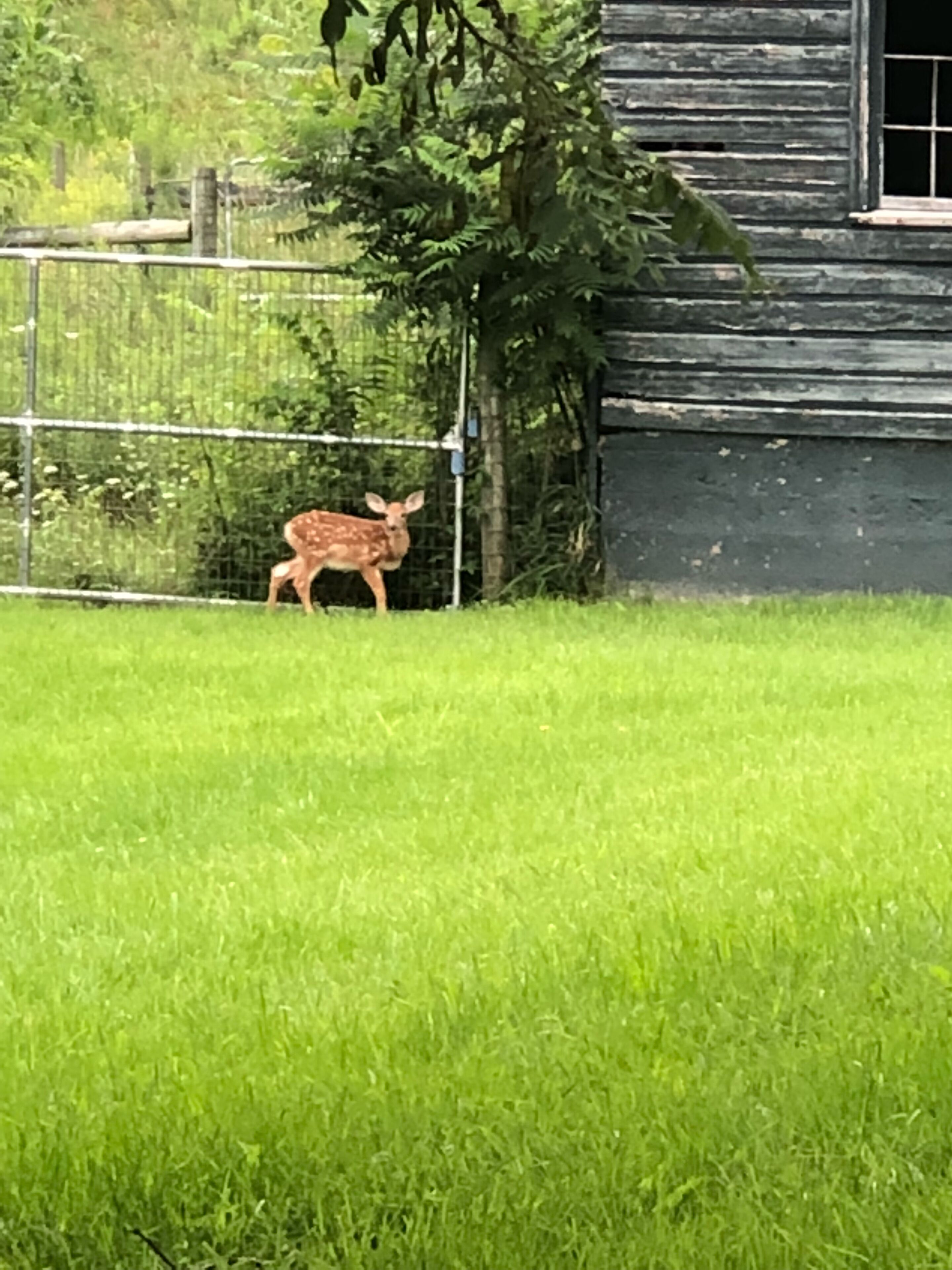 Hirvi aidatulla alueella, taustalla näkyy puinen rakennus.