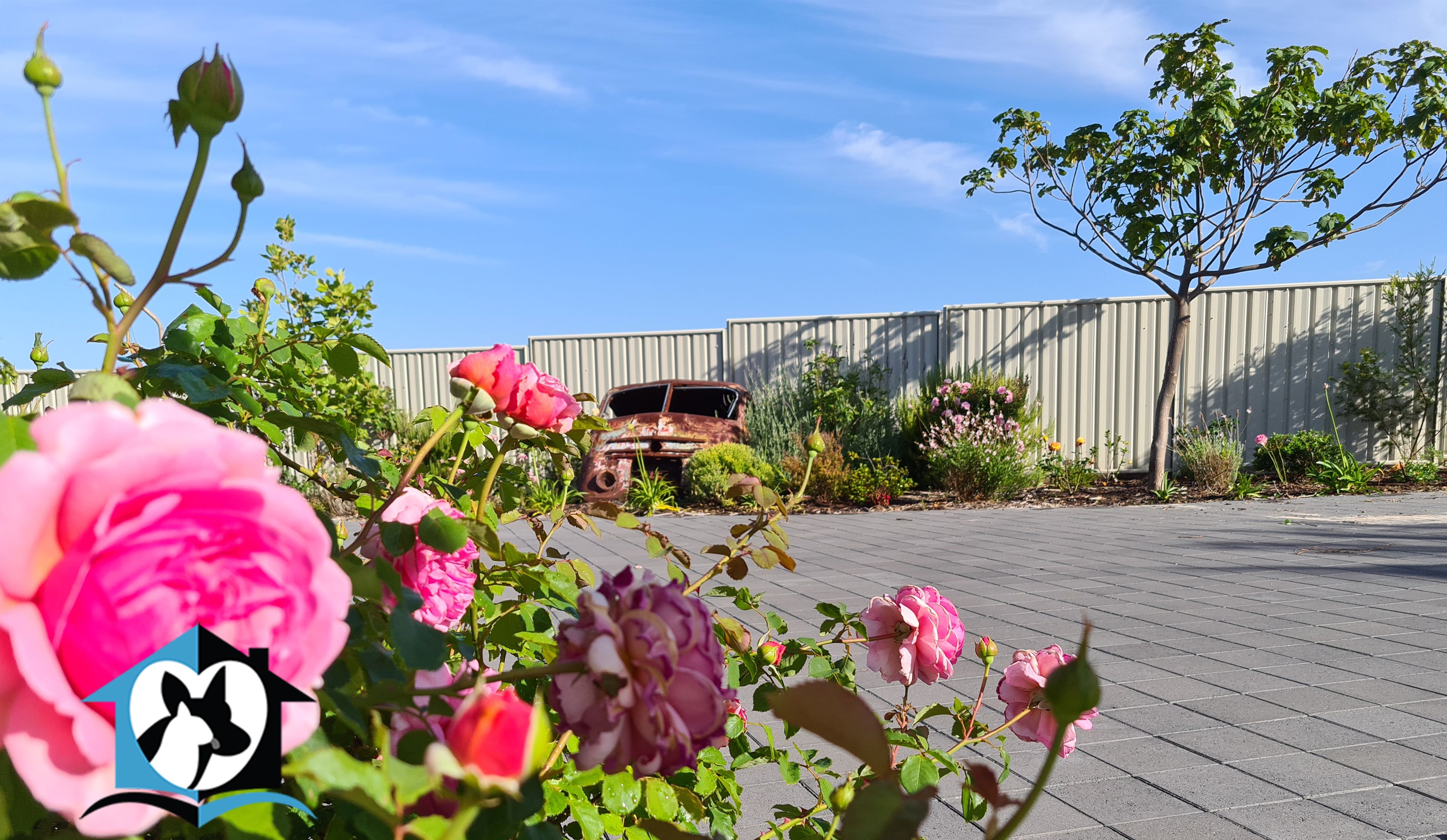 A garden with roses and a rusty car in the background.