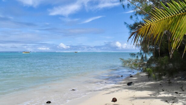 A beach with clear turquoise water, a sandy shore, and a palm tree. - Rona Kaitangata - across the road from the beach (Muri Beach)